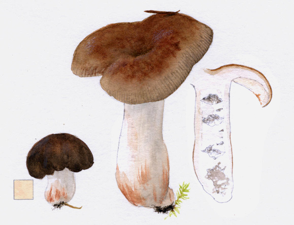 Russula granulata